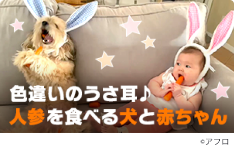 うさ耳カチューシャを付けて人参を食べる犬と赤ちゃん